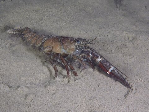 Signal crayfish (Pacifastacus leniusculus), American crayfish, invasive species, moves over the sandy bottom. Example of regeneration, one claw is fully developed, the other is being regenerated but is still very small, dive site Ermitage, K&uuml;snacht, Lake Zurich, Canton Zurich, Switzerland