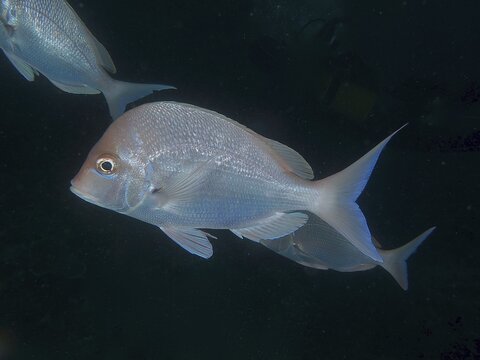 Slinger sea bream (Chrysoblephus puniceus), dive site Sodwana Bay National Park, Maputaland Marine Reserve, KwaZulu Natal, South Africa