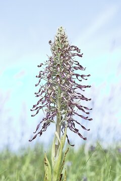 Goat's tongue (Himantoglossum hircinum), inflorescence with open white-purple flowers, on a weasel, high key photo, orchids, orchid, orchid plant, nature photography, Lahnstein, Rhineland-Palatinate, Germany