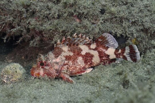 Madeira rockfish (Scorpaena maderensis), dive site El Cabron Marine Reserve, Arinaga, Gran Canaria, Spain, Atlantic Ocean