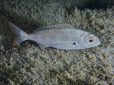 Common pandora (Pagellus erythrinus) at night. Dive site Playa, Los Cristianos, Tenerife, Canary Islands, Spain