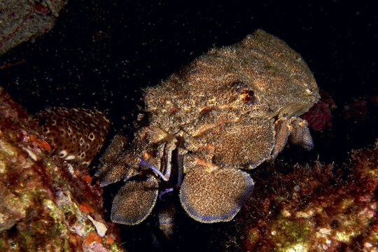 Mediterranean slipper lobster (Scyllarides latus) between reef stones, dive site Punta Negra, Las Galletas, Tenerife, Canary Islands, Spain