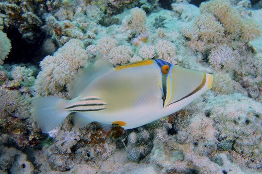 Arabian arabian picasso triggerfish (Rhinecanthus assasi), Dive Site House Reef, Mangrove Bay, El Quesir, Red Sea, Egypt