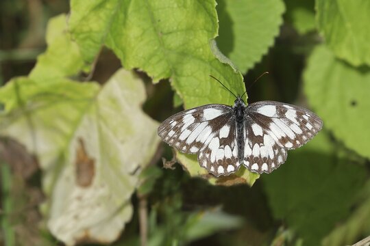 Marbled white (Melanargia galathea) on blackberry foliage, Wilden, North Rhine-Westphalia, Germany