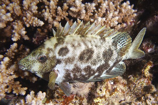 Spotted rabbitfish (Siganus stellatus laqueus), rabbitfish, night colouring, Abu Fendera dive site, Egypt, Red Sea