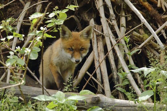 Red fox (Vulpes vulpes) looking out of its burrow, Wilden, North Rhine-Westphalia, Germany