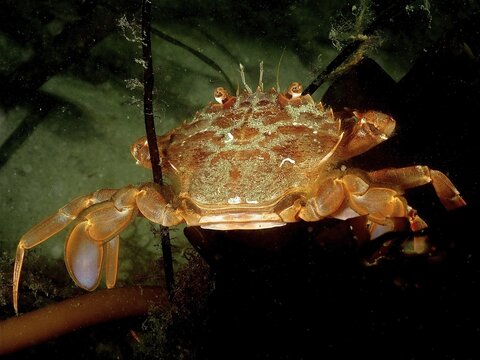Harbour crab (Liocarcinus depurator), crab, dive site Renvyle, Co. Galway, Irish Sea, North Atlantic, Ireland