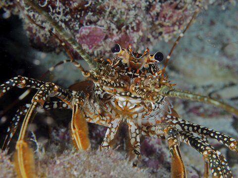 Front view of a spiny crayfish with striking eyes and distinctive pattern, guinea chick crayfish (Panulirus guttatus), dive site John Pennekamp Coral Reef State Park, Key Largo, Florida Keys, Florida, USA