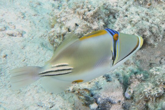 Arabian arabian picasso triggerfish (Rhinecanthus assasi), Dive Site House Reef, Mangrove Bay, El Quesir, Red Sea, Egypt