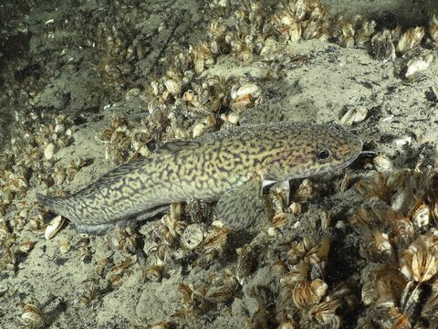 A patterned fish, burbot, burbot (Lota lota), rudd, lying on a gravelly bottom full of mussels, dive site Steilwand, Wallhausen, Lake Constance, Germany