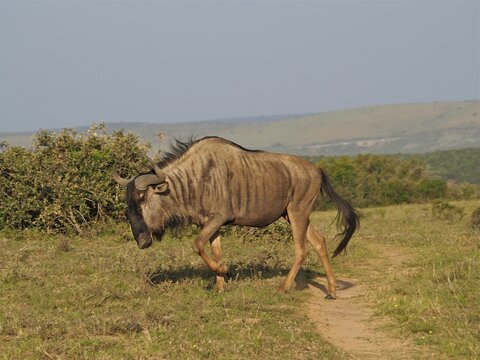 Blue wildebeest (Connochaetes taurinus) in Addo Elephant National Park, South Africa