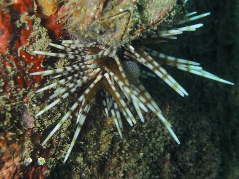 Sea urchin with striped spines, banded sea urchin (Echinothrix calamaris), on a reef wall, dive site Secret Bay, Gilimanuk, Bali, Indonesia