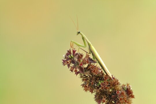European mantis (Mantis religiosa), in a meadow, Burgenland, Austria
