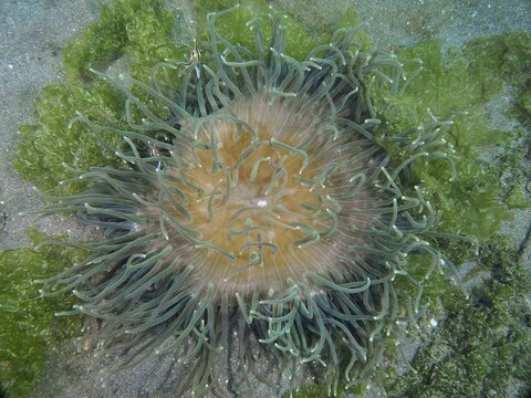 A sea anemone with green tentacles, corkscrew anemone (Macrodactyla doreensis), on a sandy bottom, dive site Secret Bay, Gilimanuk, Bali, Indonesia