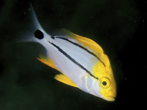 Yellow fish with black stripes, pig grunt (Anisotremus virginicus) juvenile, in front of a dark background, dive site Blue Heron Bridge, Phil Foster Park, Riviera Beach, Florida, USA