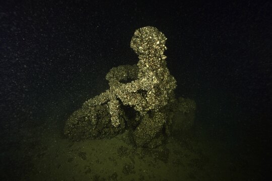 A cyclist was sunk in Lake Constance as an attraction for divers. It is now completely covered with quagga triangle mussels (Dreissena rostriformis bugensis), invasive species, Steilwand dive site, Wallhausen, Lake Constance, Germany
