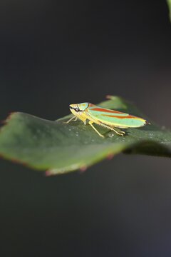 Rhododendron cicada (Graphocephala fennahi) sitting on a leaf of a rhododendron (Rhododendron), Wilnsdorf, North Rhine-Westphalia, Germany