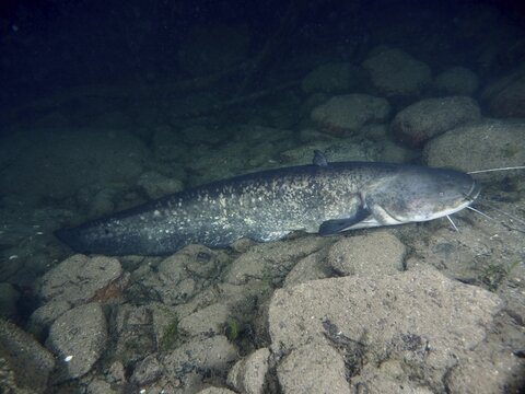 A catfish (Silurus glanis), Waller lies calmly on the stony bottom of the water, dive site Zollbr&uuml;cke, Rheinau, Canton Zurich, Rhine, High Rhine, Switzerland, Germany