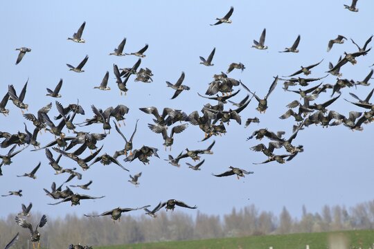 Greater white-fronted geese (Anser albifrons), flying flock, Lower Rhine, Bieslicher Insel, North Rhine-Westphalia, Germany