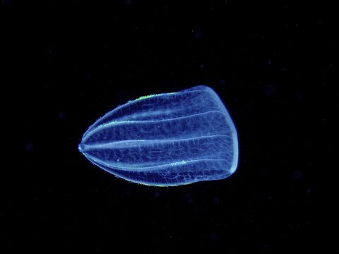 A luminous jellyfish, Mediterranean melon jellyfish (Beroe ovata), floats in the dark, deep ocean water. Dive site, Riviera Beach, Florida, USA