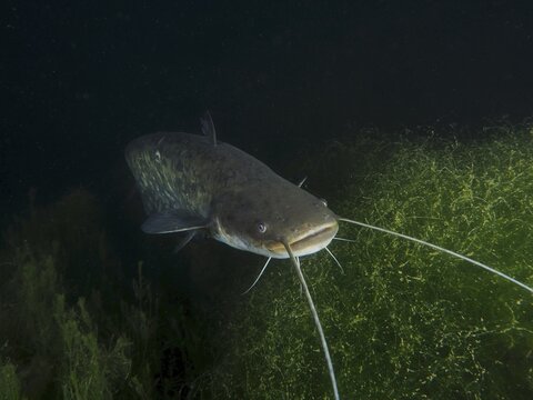 Portrait of catfish (Silurus glanis) at night, Zollbr&uuml;cke dive site, Rheinau, Canton Zurich, Rhine, High Rhine, Switzerland, Germany