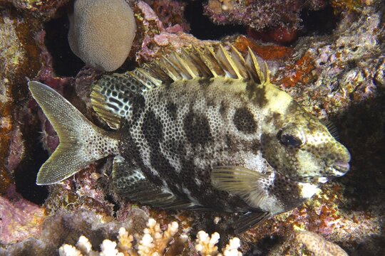 Spotted rabbitfish (Siganus stellatus laqueus), rabbitfish, night colouring, Abu Fendera reef dive site, Egypt, Red Sea