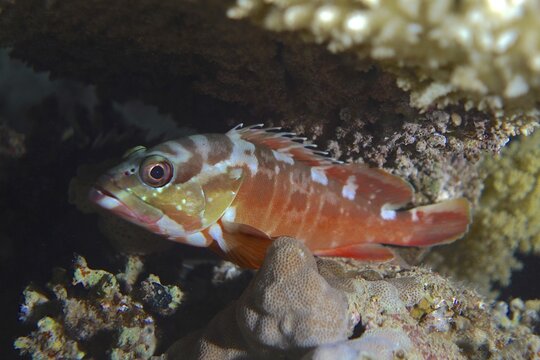 Blacktip grouper (Epinephelus fasciatus), dive site Ras Mohammed National Park, Sinai, Egypt, Red Sea