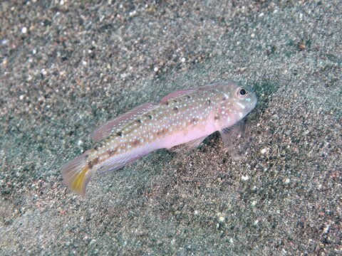 A goby with a blotchy pattern, mourning flag goby (Oplopomus caninoides), hovering over sandy bottom, dive site Puri Jati, Umeanyar, Bali, Indonesia