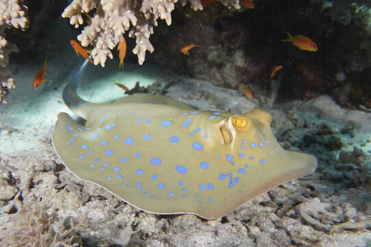 Bluespotted ribbontail ray (Taeniura lymma), dive site House Reef, Mangrove Bay, El Quesir, Red Sea, Egypt