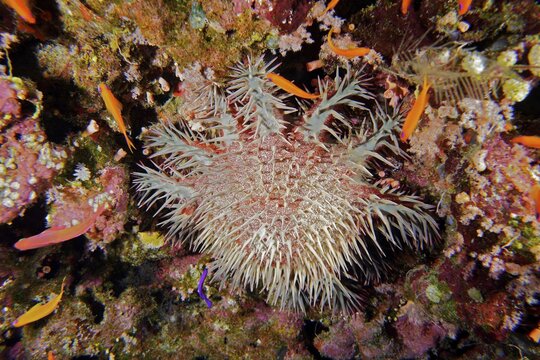 Crown-of-thorns starfish (Acanthaster planci), Daedalus Reef dive site, Egypt, Red Sea