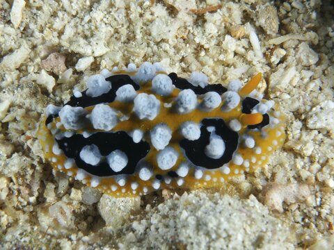 Yellow wart slug (Phyllidia ocellata) with distinctive white patterns on sand, dive site Spice Reef, Penyapangan, Bali, Indonesia