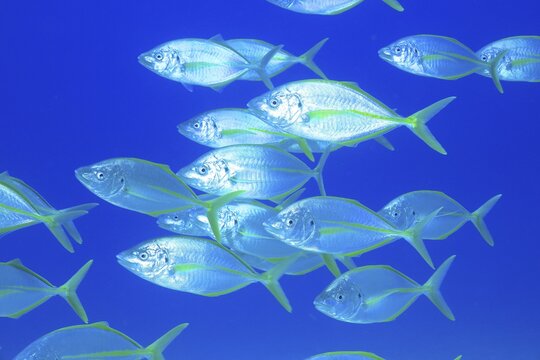 Shoal, group of yellowfin mackerel (Pseudocaranx dentex), Pasito Blanco reef dive site, Arguineguin, Gran Canaria, Spain, Atlantic Ocean