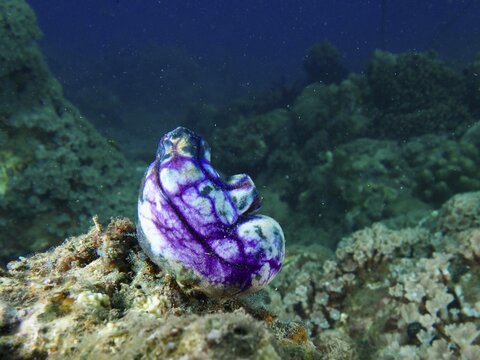 Mystical purple-black golden sea squirt (Polycarpa aurata) on an underwater rock, Spice Reef dive site, Penyapangan, Bali, Indonesia