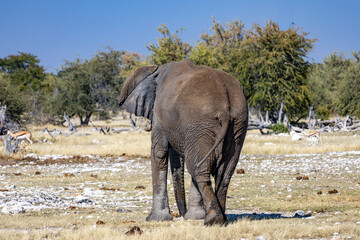 Obraz premium African wildlife gathering at a waterhole in Etosha National Park, Namibia. Elephants, zebras, giraffes and antelopes in their natural habitat under the African sky. 