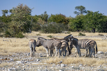 Obraz premium African wildlife gathering at a waterhole in Etosha National Park, Namibia. Elephants, zebras, giraffes and antelopes in their natural habitat under the African sky. 