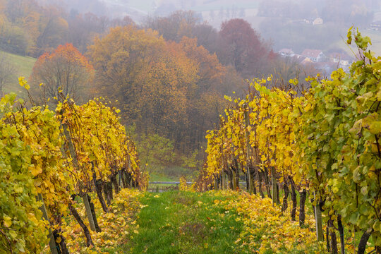 Vineyard rows showcasing vibrant autumn colors in Kapfenstein Austria