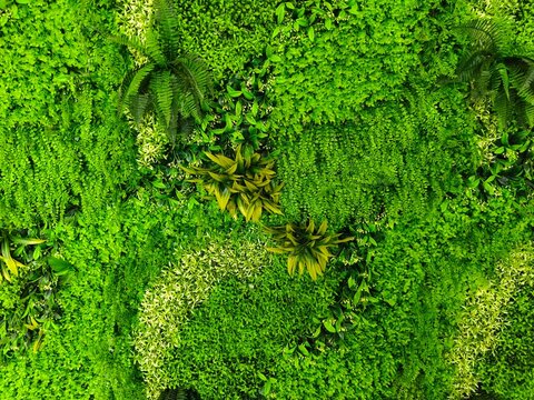 Fondo naturaleza viva