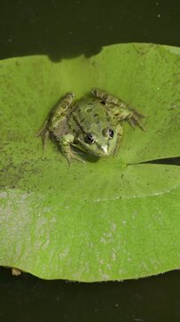 A small green frog resting right in the center of a wide water lily leaf, floating gently on dark pond water, vertical video.