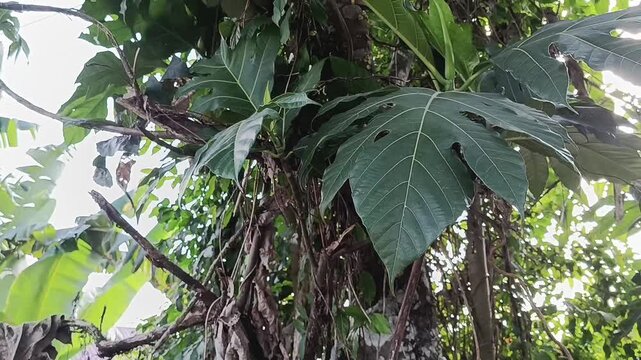 Close-up of Green Breadfruit Leaves on Tree in Tropical Garden