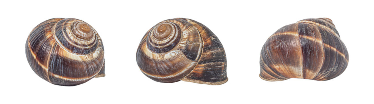 A set of photos of a dark red snail shell with swirls and white stripes, isolated on white background with clipped path. Blank for artworks