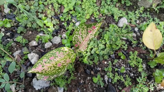 Close-up of Pink Aglaonema Leaves Growing in Garden