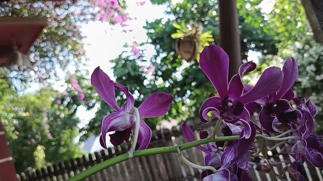 Close-up of Purple Dendrobium Orchid Flowers in Tropical Garden