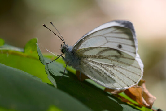 Green-veined white butterfly Pieris napi sitting on a green leaf in the spring forest