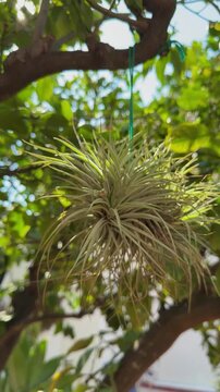 Close up of a green tillandsia air plant hanging on a tree branch with a beautiful cinematic sun flare