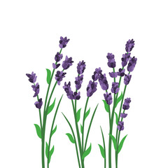 Fototapeta premium Hand Draw Purple Lavender Flower Clipart Isolated on Transparent Background