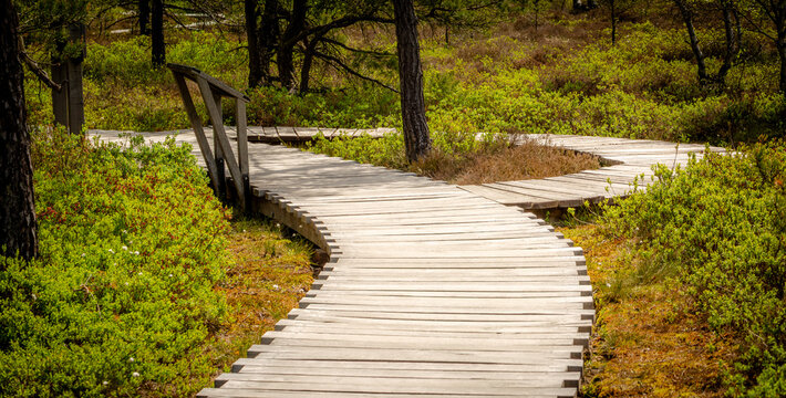 wooden boardwalk in the Black Moor in the Rh&ouml;n region