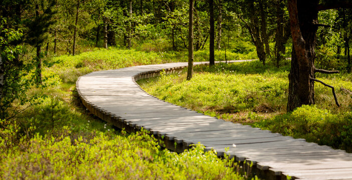 wooden boardwalk in the Black Moor in the Rh&ouml;n region