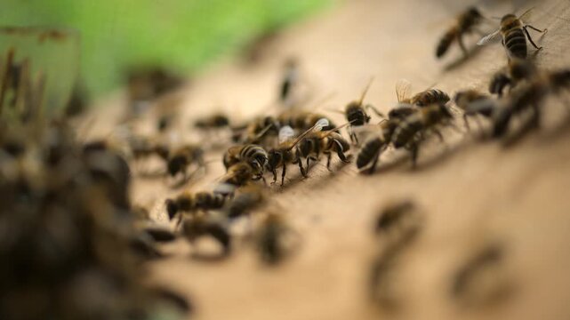 The departure of a new family with a queen bee