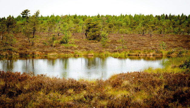 large bog pool in the Black Moor in the Rh&ouml;n Mountains