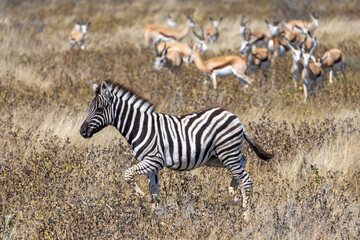 Obraz premium African wildlife gathering at a waterhole in Etosha National Park, Namibia. Elephants, zebras, giraffes and antelopes in their natural habitat under the African sky. 